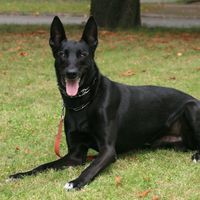 Schäferhund