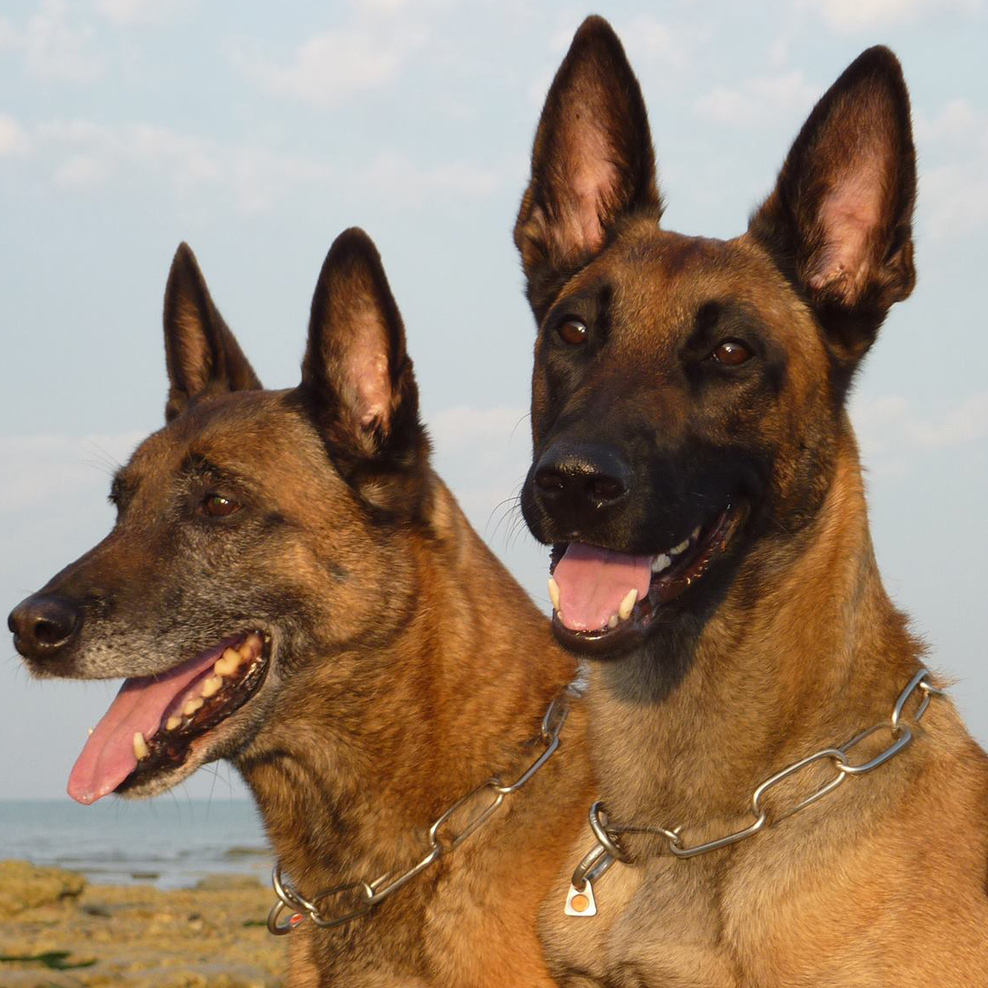 Diensthundführerstaffel - Spezialhunde